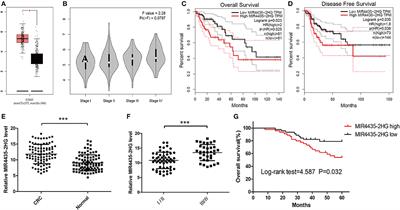 Long Non-coding RNA MIR4435-2HG Promotes Colorectal Cancer Proliferation and Metastasis Through miR-206/YAP1 Axis